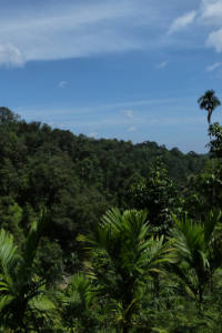 Forêt au nord de Sumatra