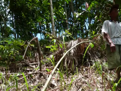 récolte du rotin dans la jungle