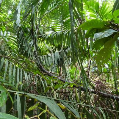 rotin dans la forêt