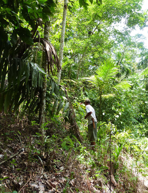 Rattan growing in rainforest