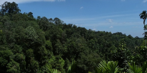 Rattan harvesting